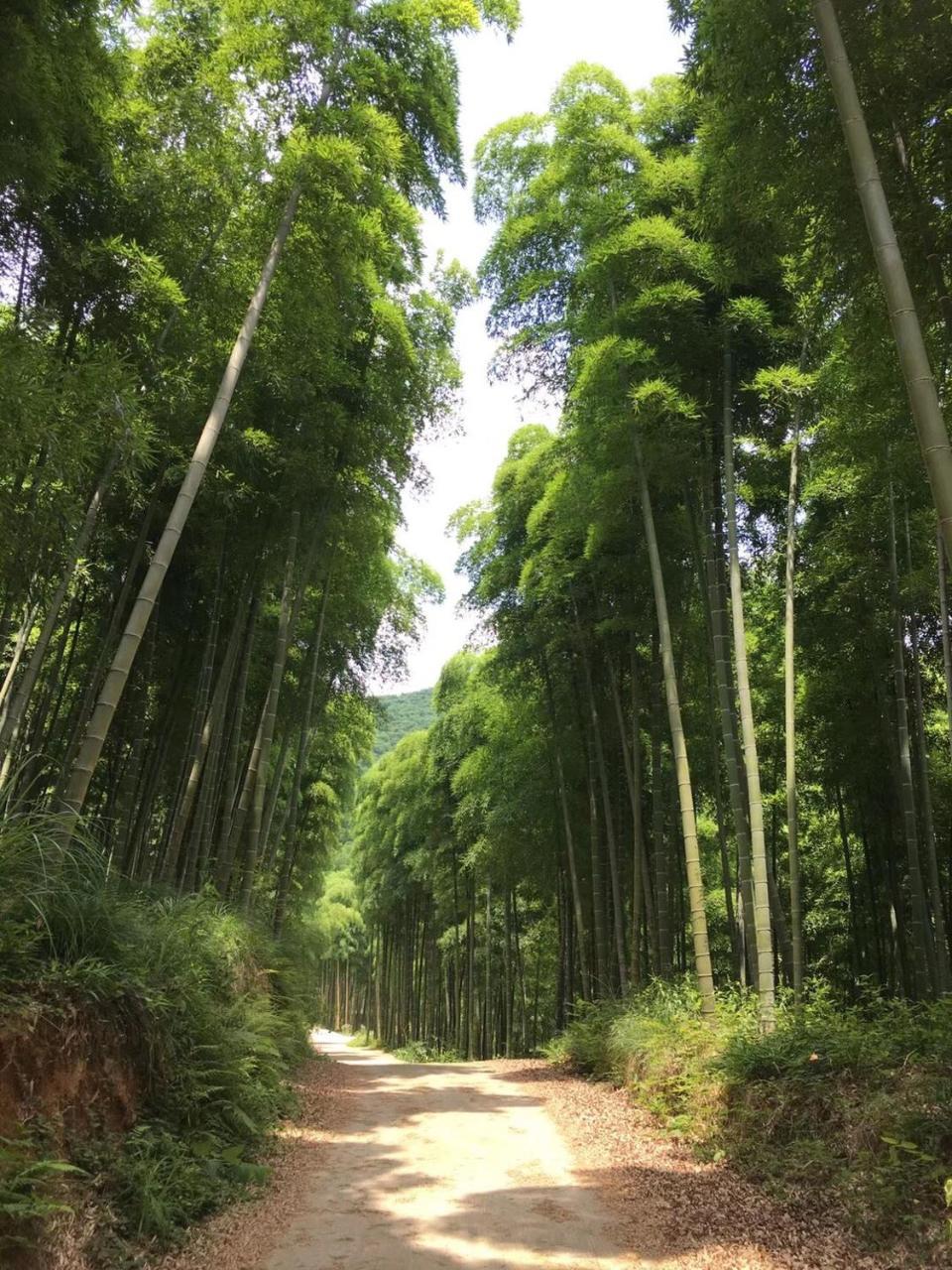Moganshan Bamboo View Guesthouse Deqing Zewnętrze zdjęcie