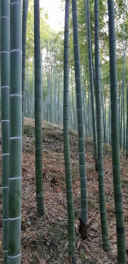 Moganshan Bamboo View Guesthouse Deqing Zewnętrze zdjęcie